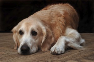 Hospice Care For Pets in Calgary, Edmonton and Medicine Hat