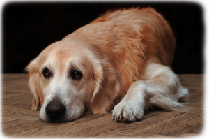 In Home Pet Euthanasia services in Calgary, Airdrie, Cochrane, Okotoks and surrounding areas