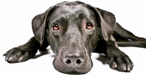Pet Euthanasia